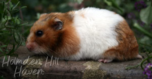 Starla- Golden Tortoiseshell and White (Banded) Satin Shorthaired